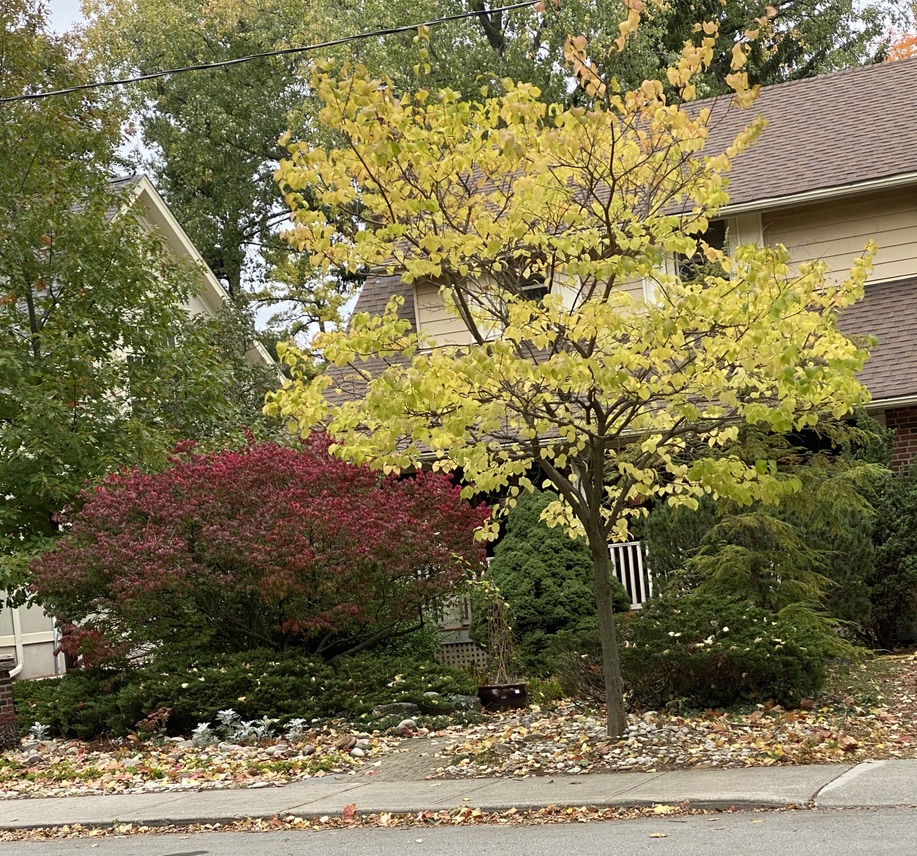 Red & yellow utumn colours