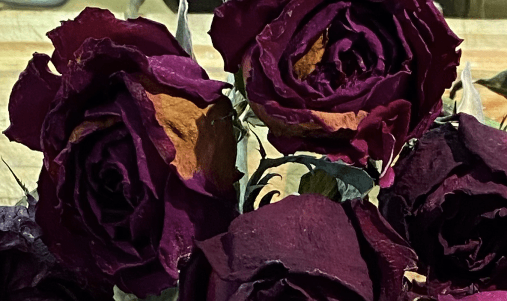 Dried Roses,