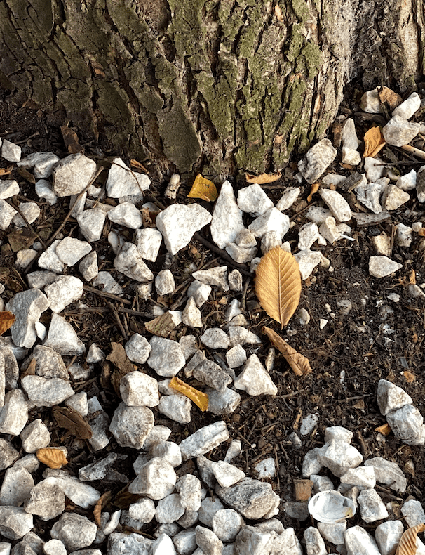 Tree trunk, stones, and dead leaves