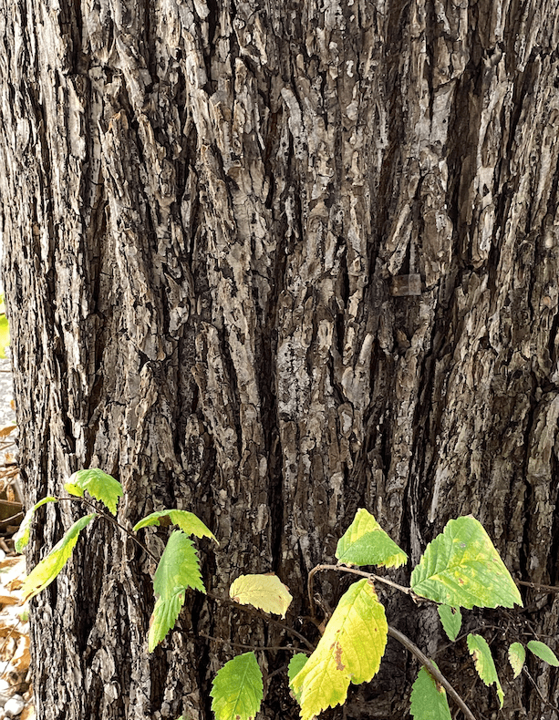 bark on a tree trunk and unhealthy leaves