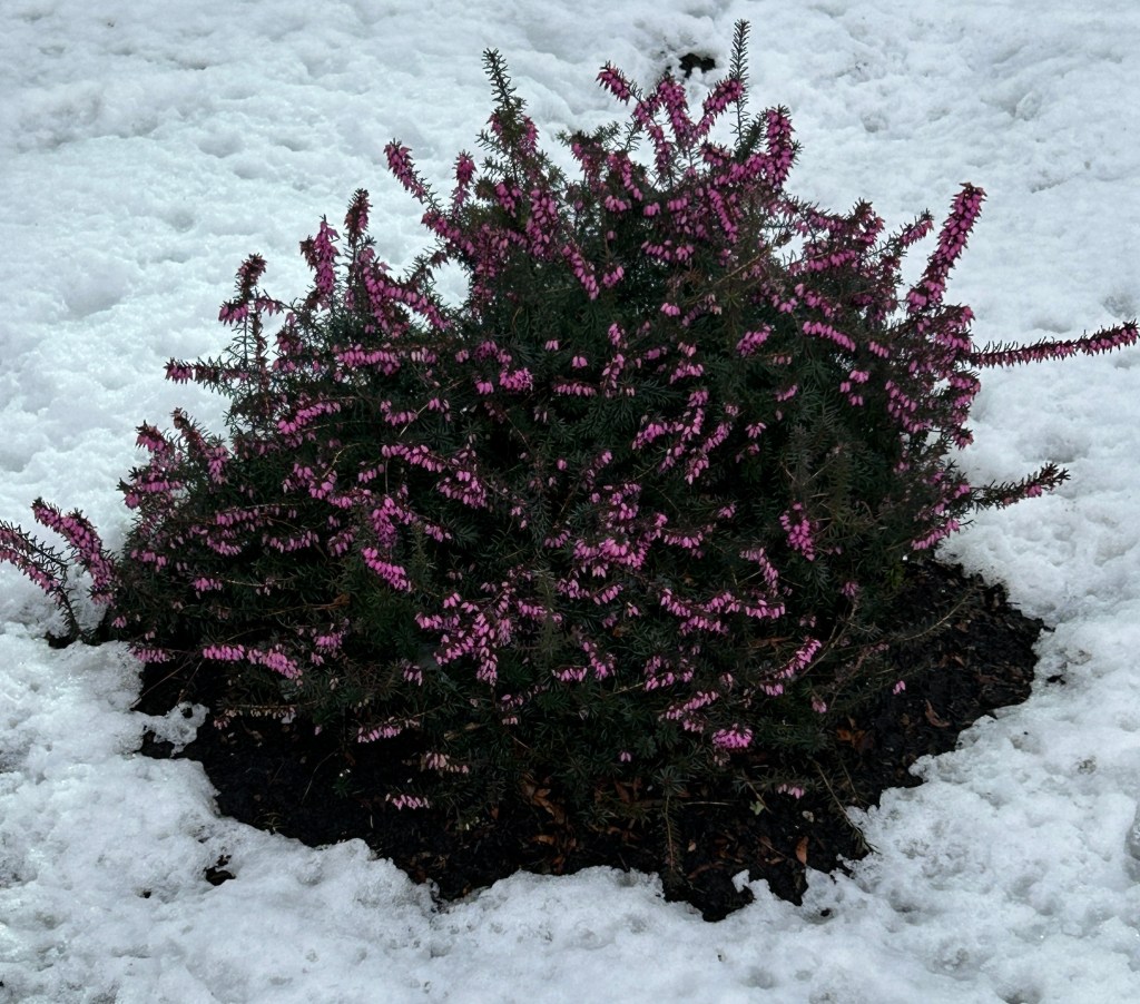 Blooms in snow