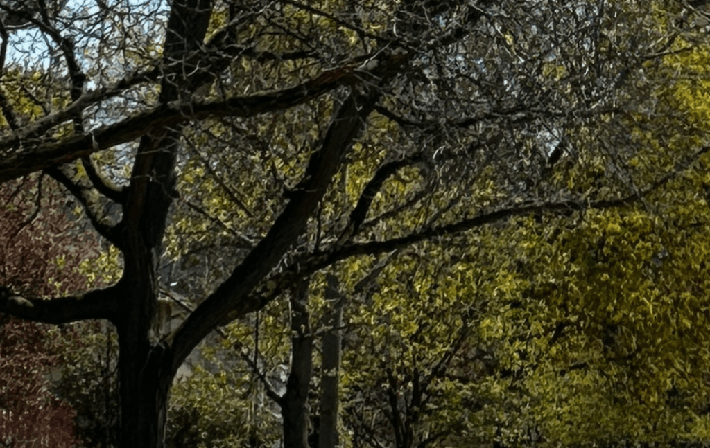 spring trees, green budding leaves,