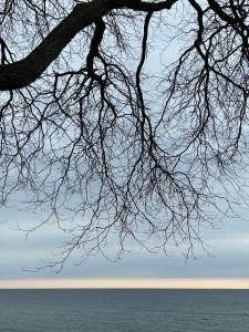 Tree branches against the sky, above a lake