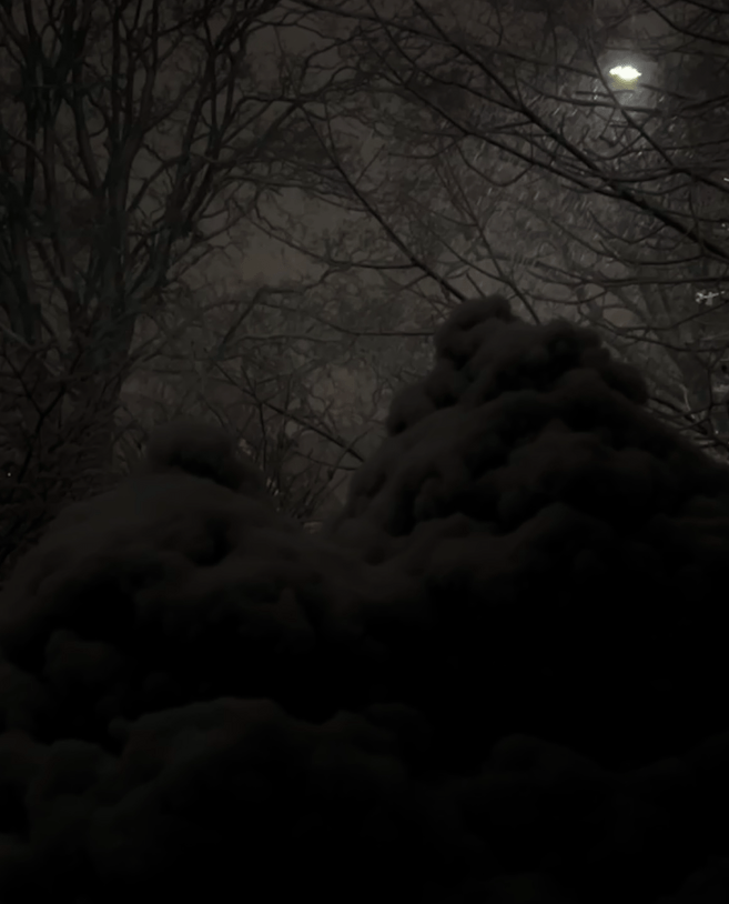 Winter trees, bare branches above snow-coated evergreens. Nightime, with one light.