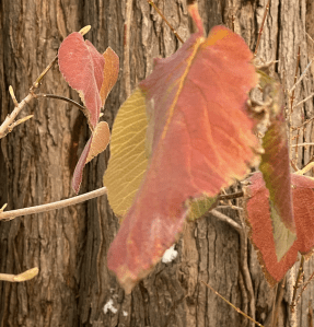 Rough bark and autumn leaves