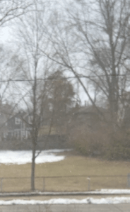 leafless trees and some snow on the ground