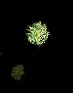 flowers against black