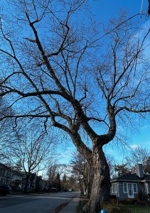 Blue sky behind winter-bare branches