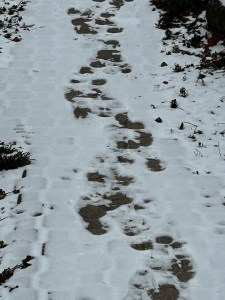 Wandering footprints in the snow