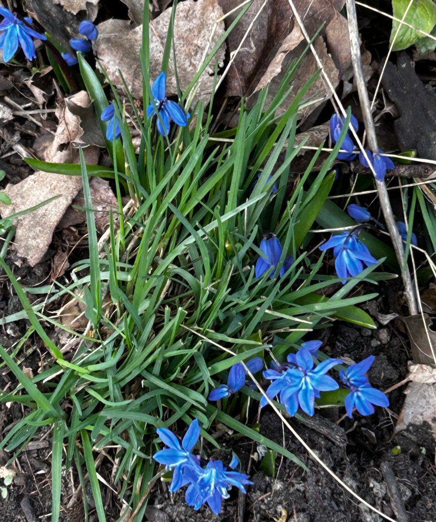 Spring bluebells and autumn leaves