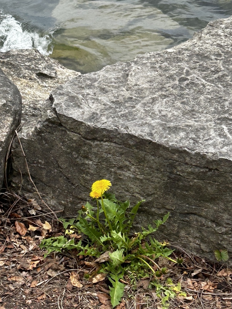 A spring dandelion against a rock and lake breakers