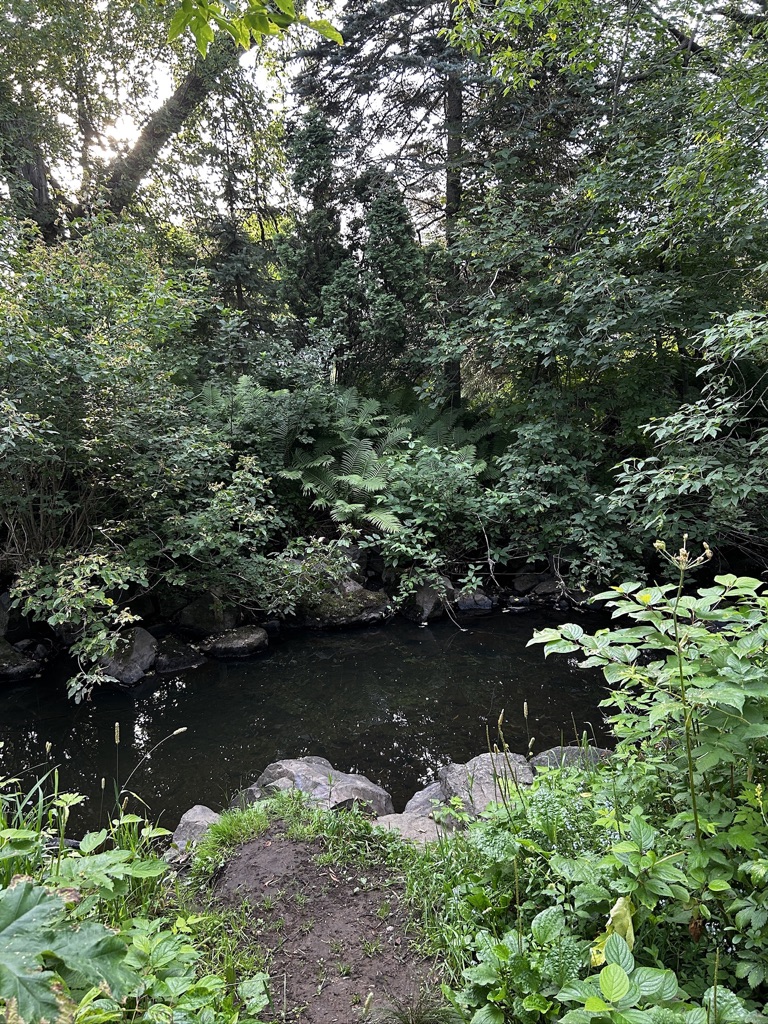 A creek surrounded by green plants, bushes, and trees.