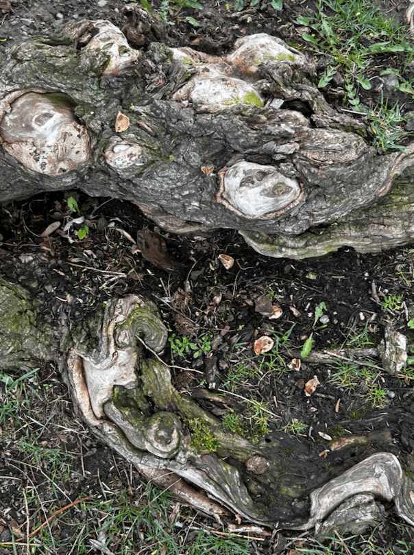 a tangle of exposed roots