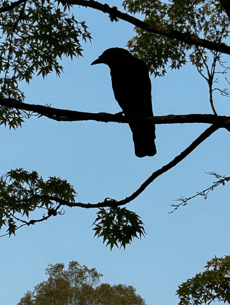 Crow on a branch