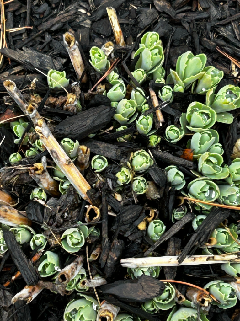 Green shoots emerging from fall's debris