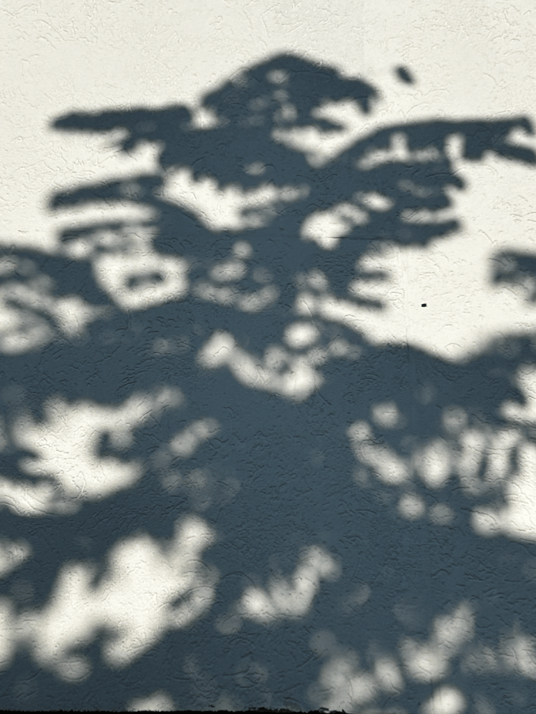 The shadow of a pine