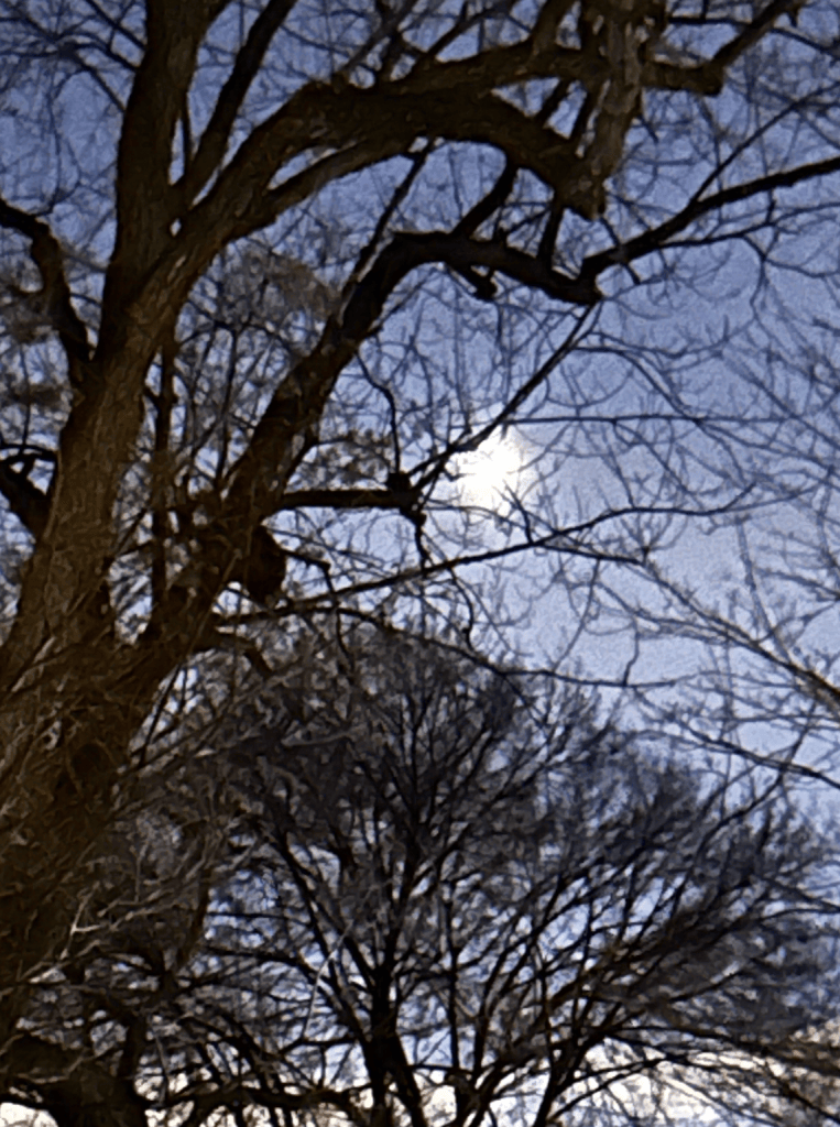 Full moon, bare branches